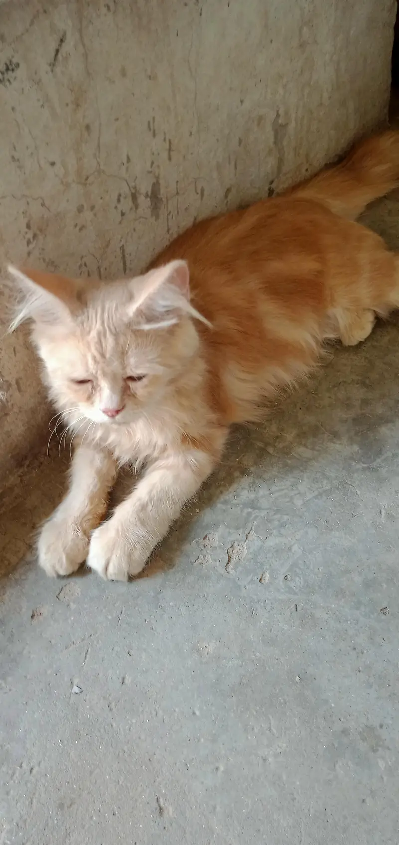 Paid Adoption of Persian Kittens — photo 3