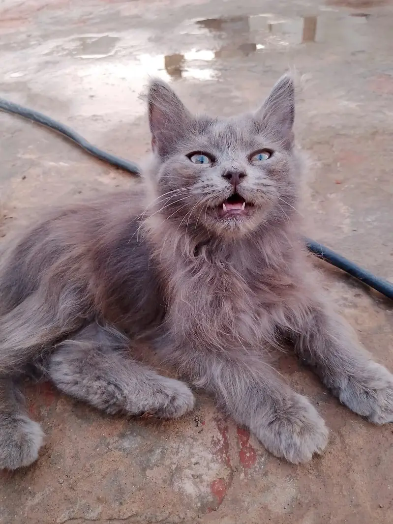 Paid Adoption of Persian Kittens — photo 4