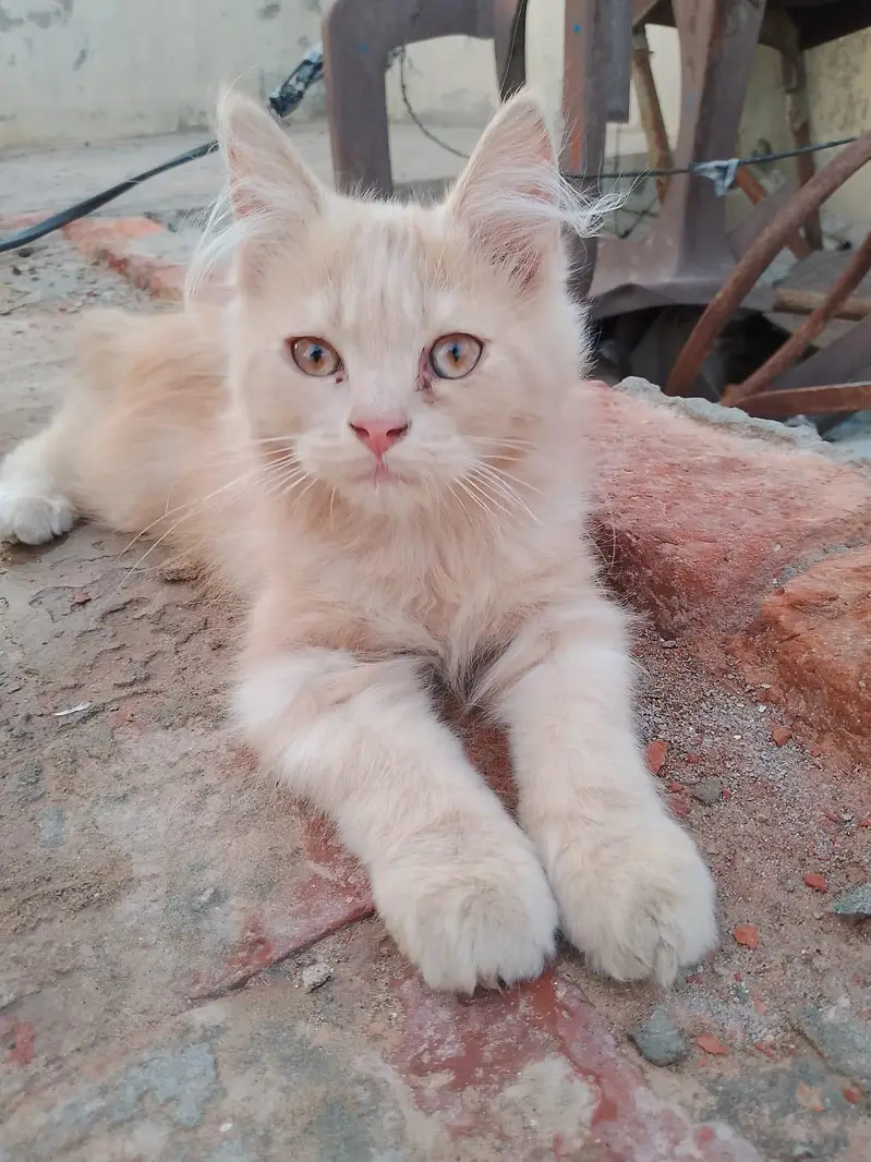 Paid Adoption of Persian Kittens — photo 5