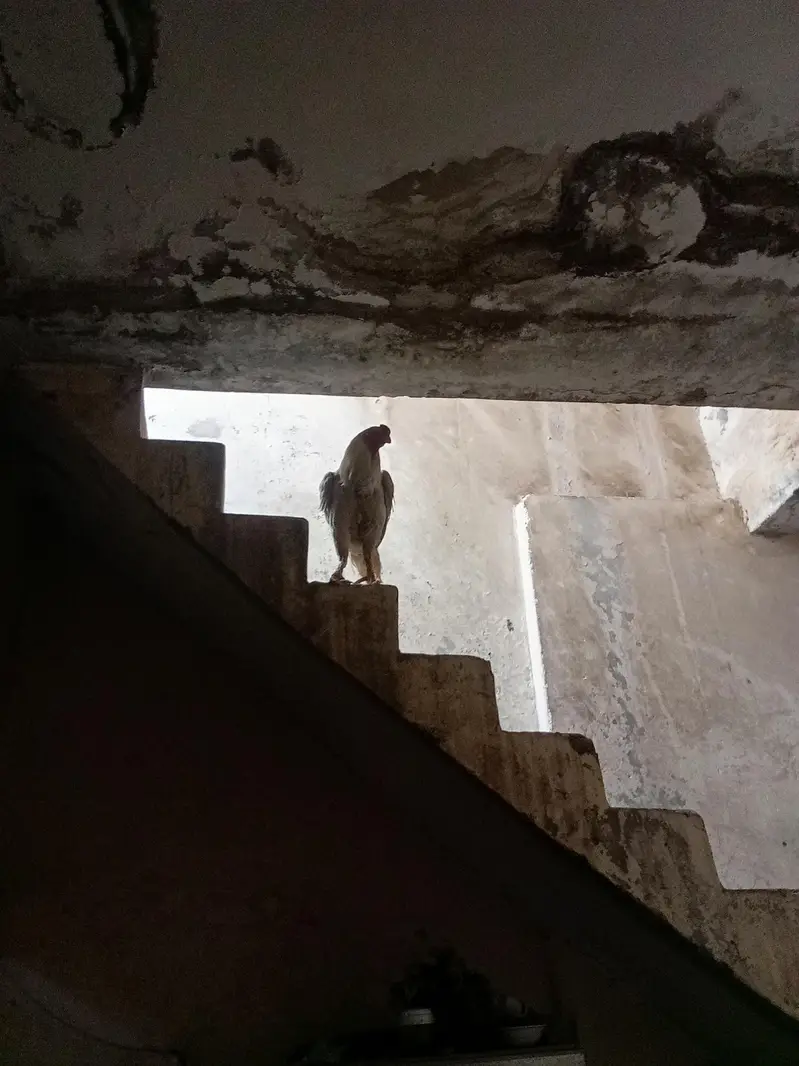 o shamo — photo 2