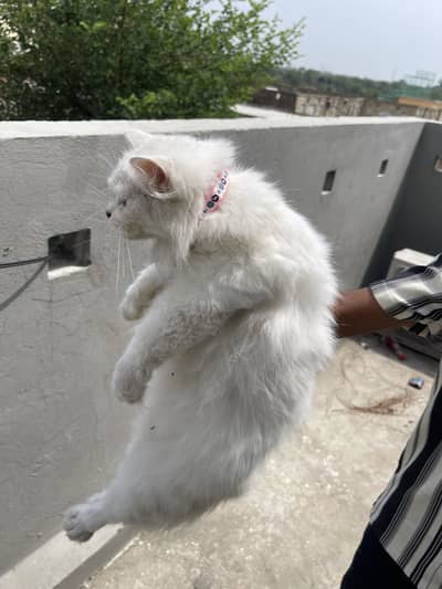 Beautyful cat