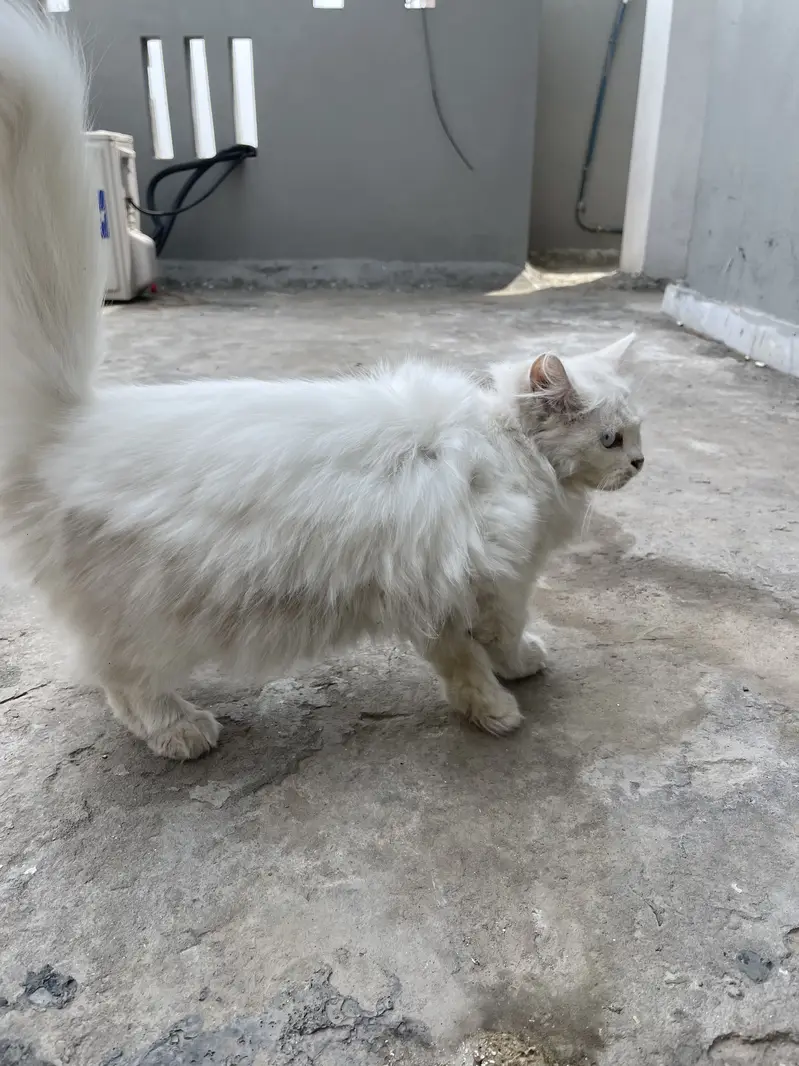 Beautyful cat — photo 2