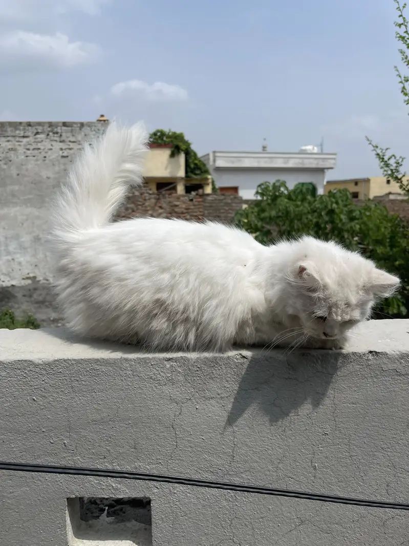 Beautyful cat — photo 3