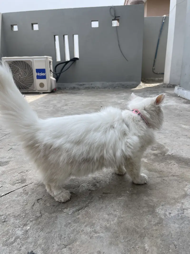 Beautyful cat — photo 4
