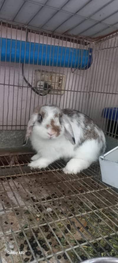 breeder Holland lop rabbit