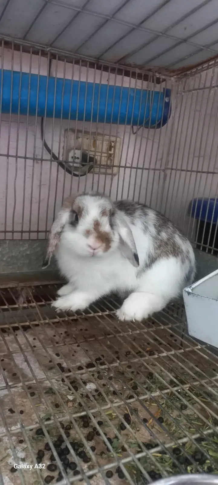 breeder Holland lop rabbit