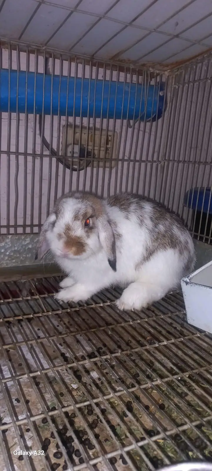 breeder Holland lop rabbit — photo 2