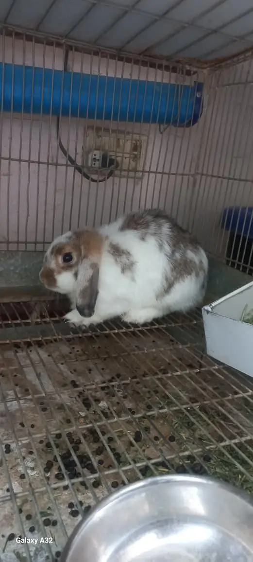 breeder Holland lop rabbit — photo 3