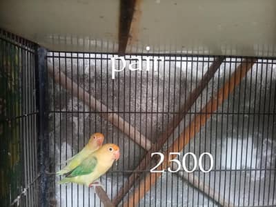 high quality lovebird