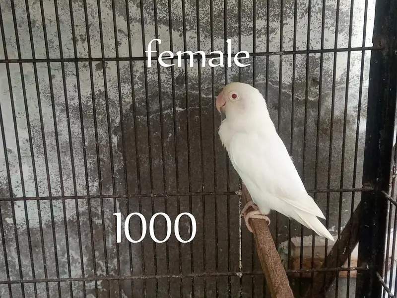high quality lovebird — photo 2