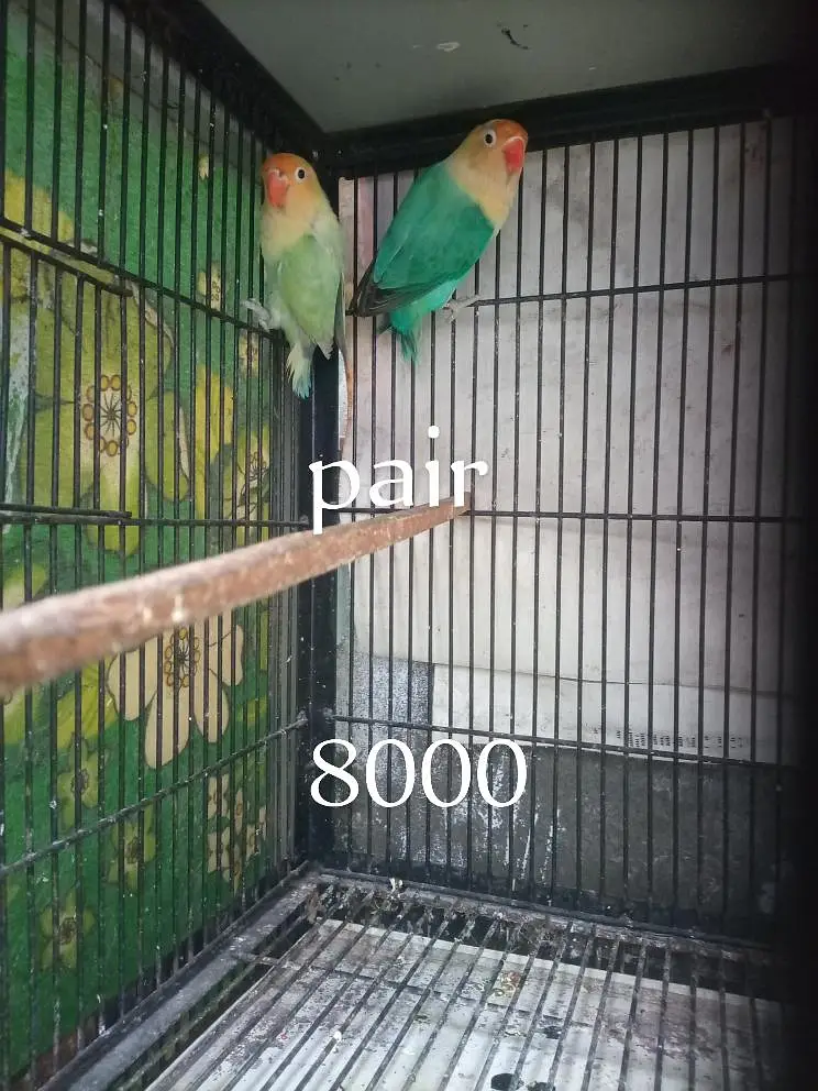 high quality lovebird — photo 3