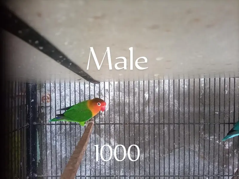 high quality lovebird — photo 4