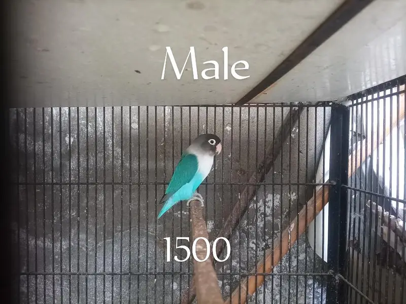high quality lovebird — photo 5