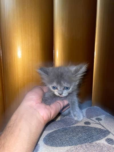Persian kittens and their parents