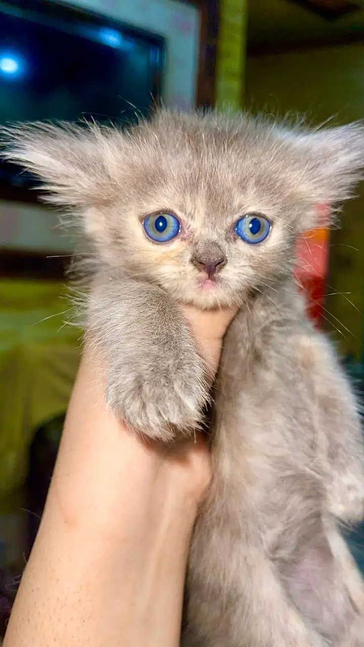 Persian kittens and their parents — photo 2