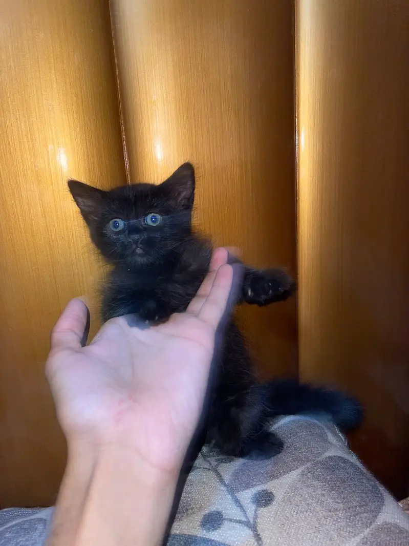 Persian kittens and their parents — photo 3