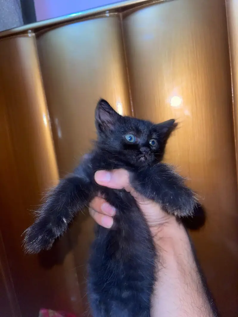 Persian kittens and their parents — photo 4