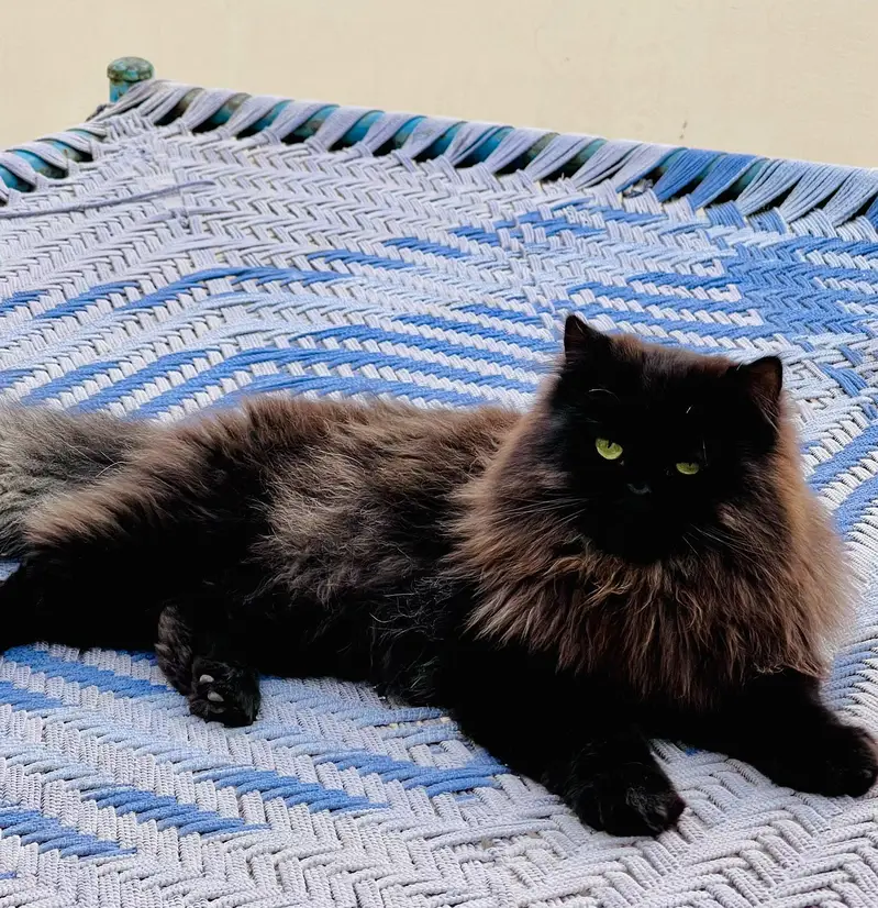 Persian kittens and their parents — photo 5