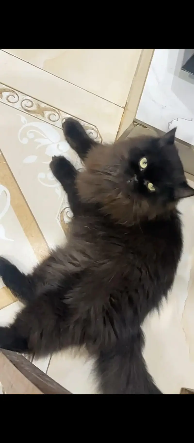 Persian kittens and their parents — photo 6