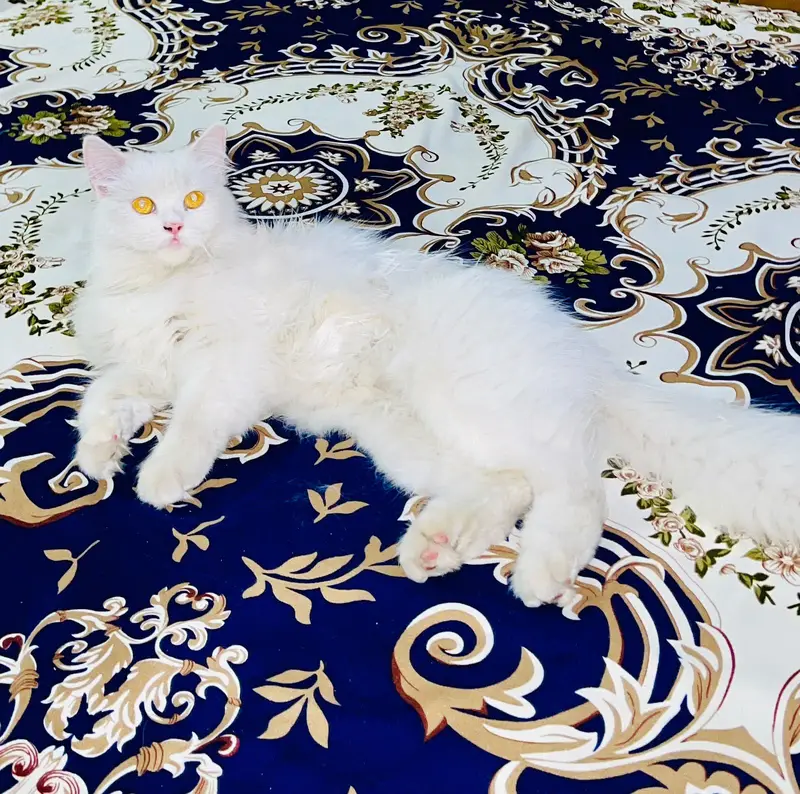 Persian kittens and their parents — photo 7