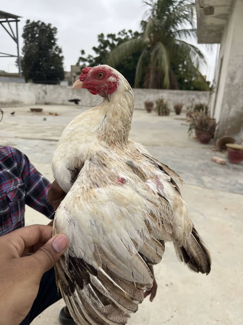 Eggs laying 0