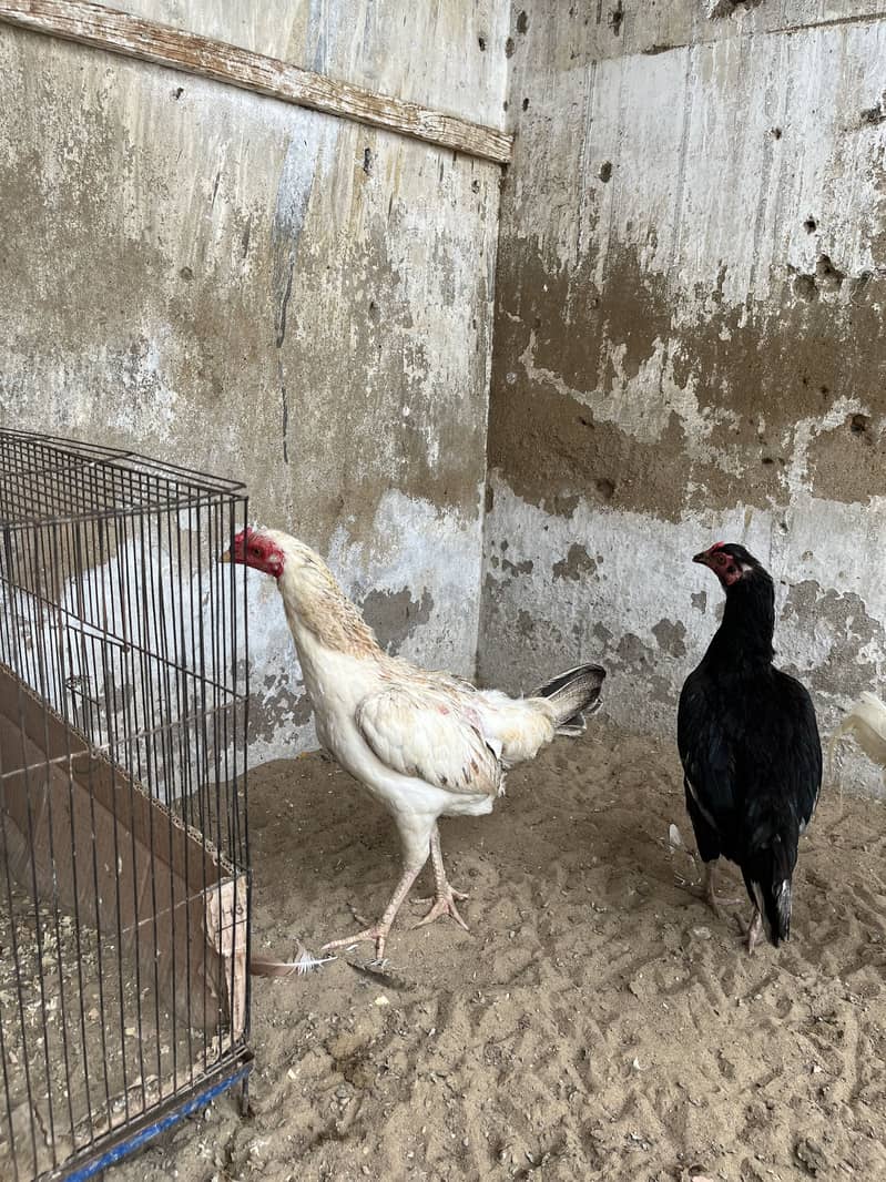 Eggs laying 2