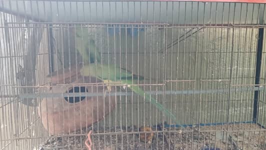 Green parrot male & female pair (breeder pair) 0336_3638447 WhatsApp