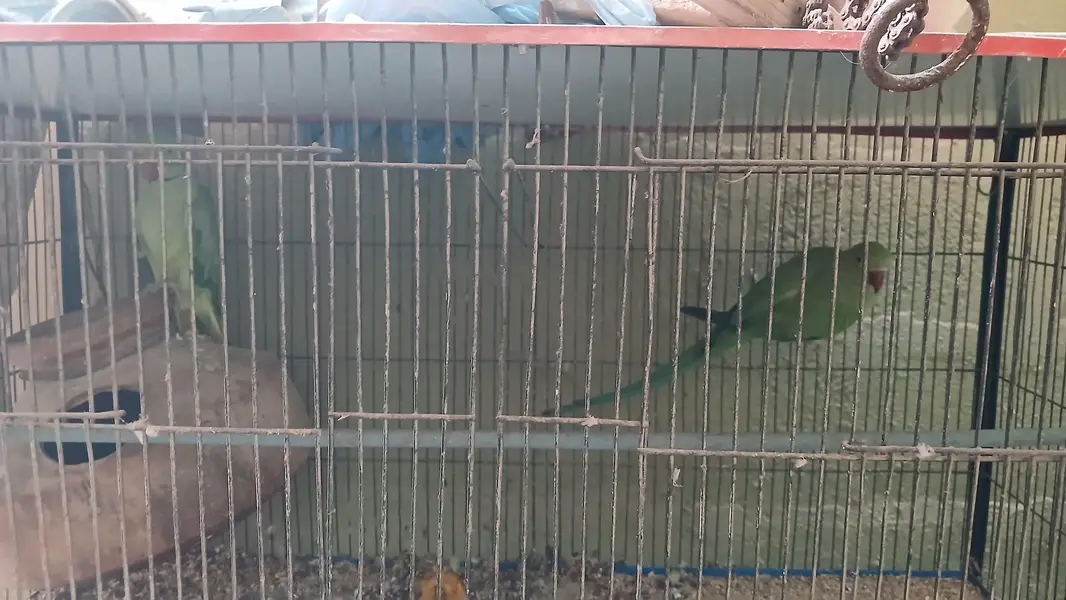 Green parrot male & female pair (breeder pair) 0336_3638447 WhatsApp — photo 2