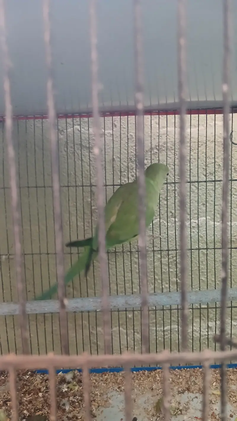 Green parrot male & female pair (breeder pair) 0336_3638447 WhatsApp — photo 3
