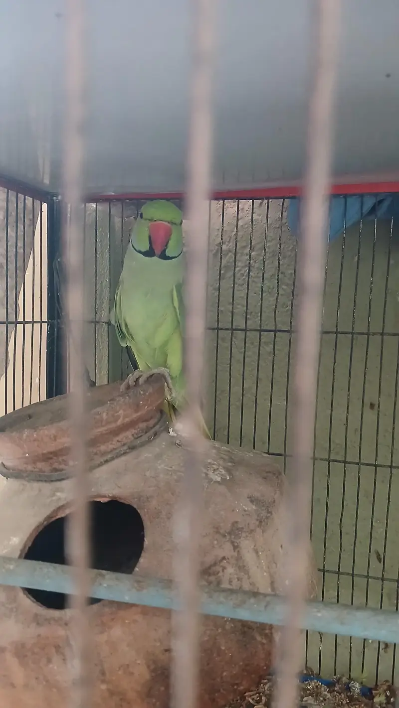 Green parrot male & female pair (breeder pair) 0336_3638447 WhatsApp — photo 4