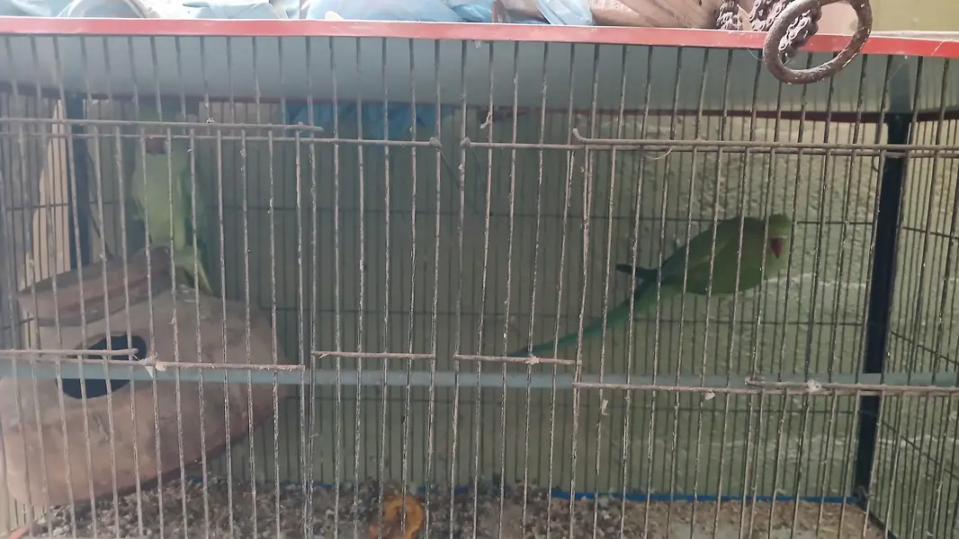 Green parrot male & female pair (breeder pair) 0336_3638447 WhatsApp — photo 5