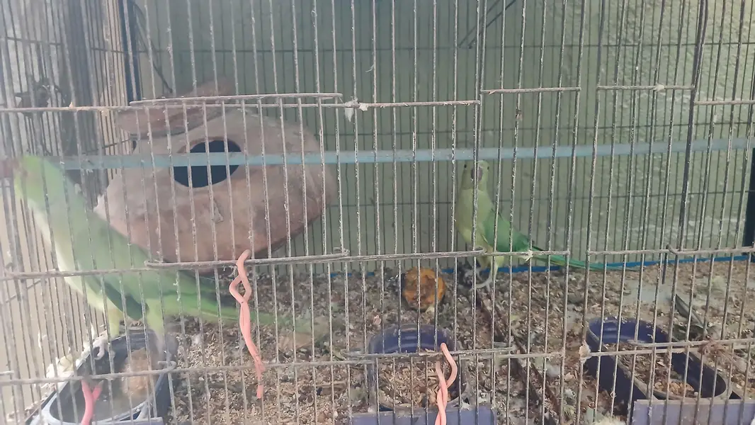 Green parrot male & female pair (breeder pair) 0336_3638447 WhatsApp — photo 6