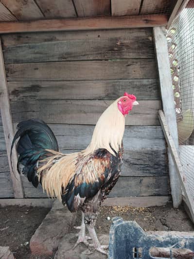 Old English Game Rose Comb Rooster