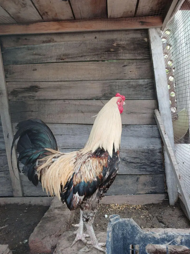 Old English Game Rose Comb Rooster — photo 2