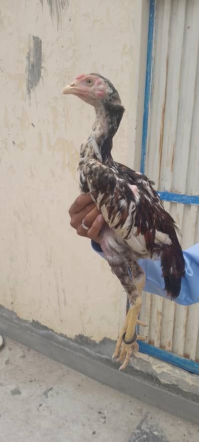 aseel murga for sale ha