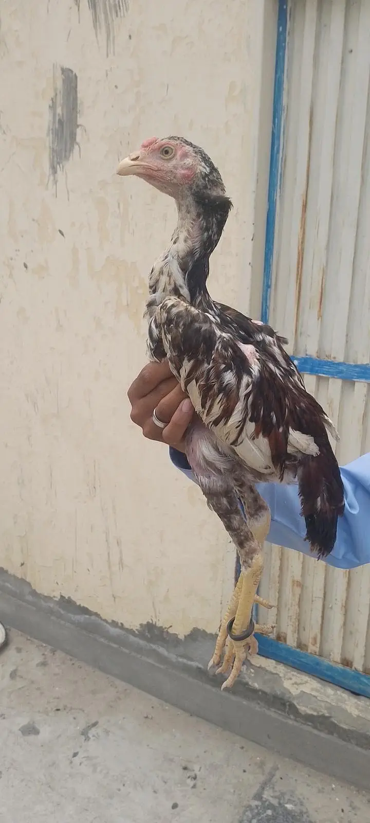 aseel murga for sale ha — photo 2