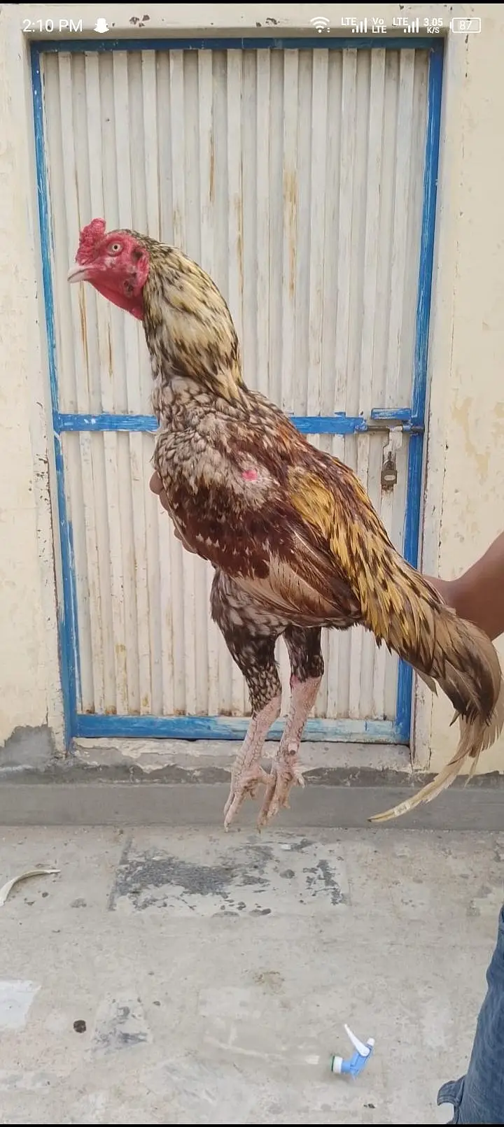 aseel murga for sale ha — photo 3