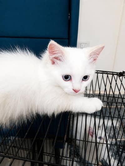 kitten