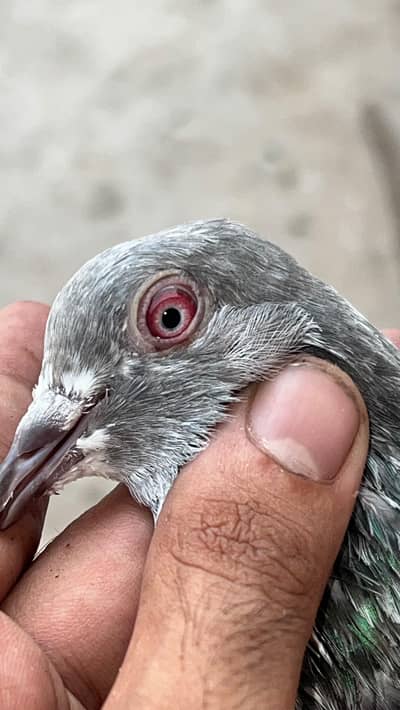 Royal tedy ka bacho ka pair ha or sakti paair hay 6500 ka dono