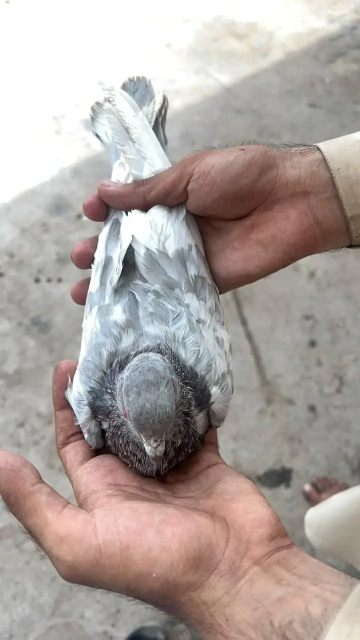 Royal tedy ka bacho ka pair ha or sakti paair hay 6500 ka dono — photo 2