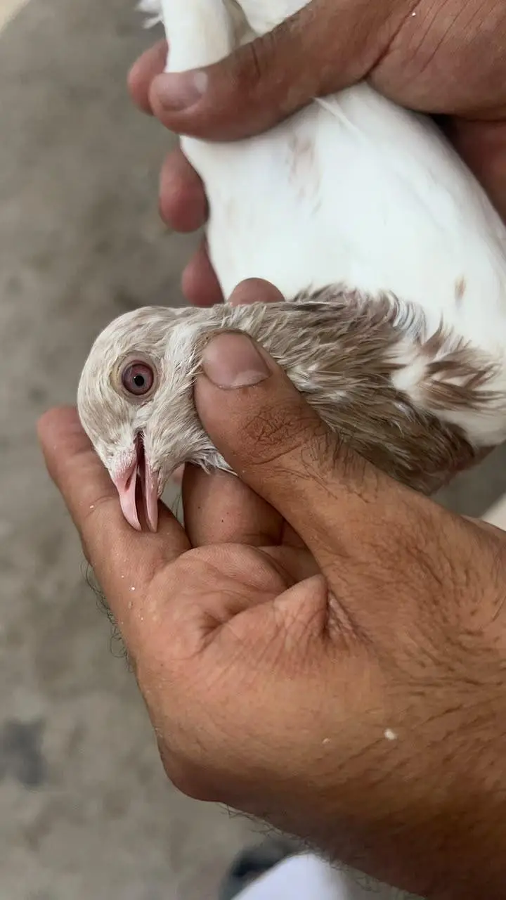 Royal tedy ka bacho ka pair ha or sakti paair hay 6500 ka dono — photo 3