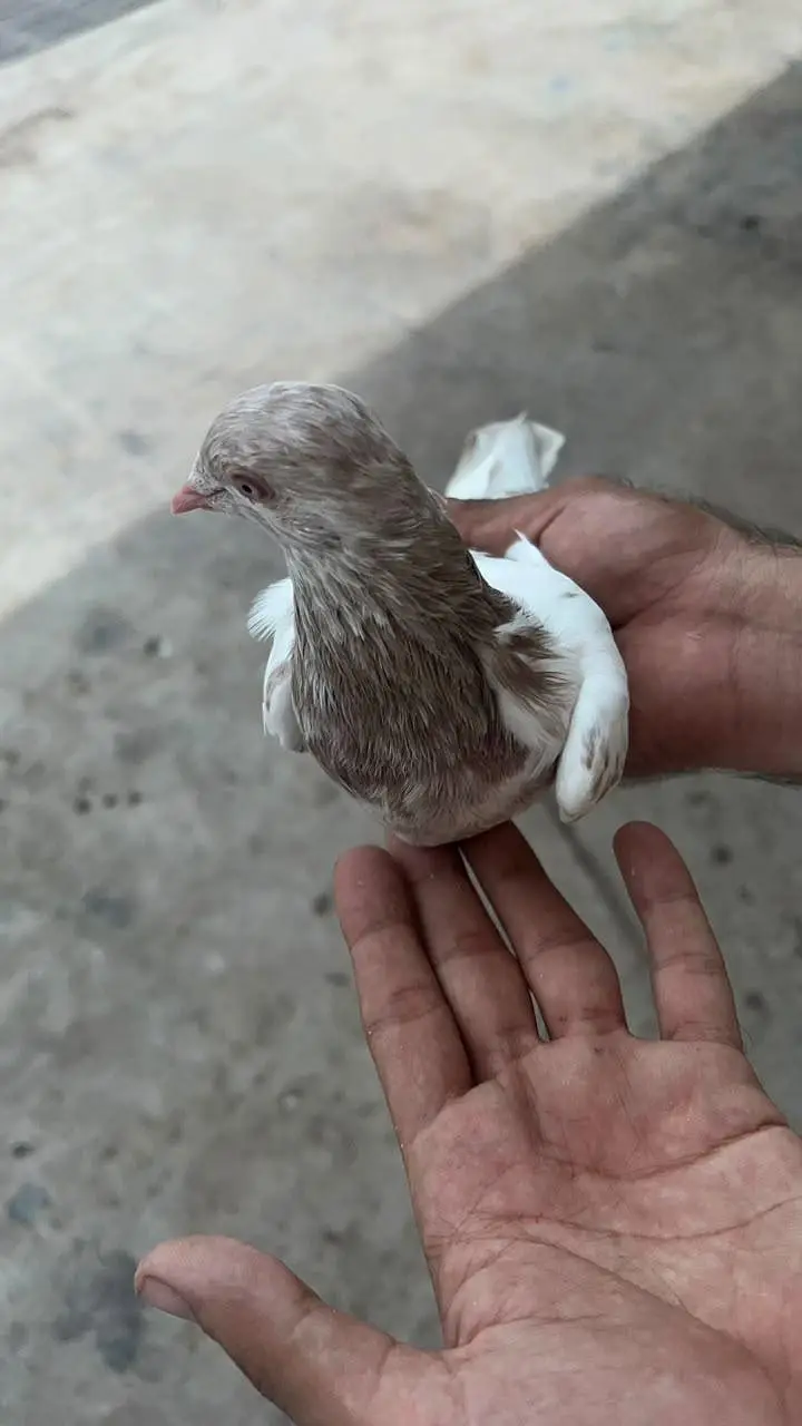 Royal tedy ka bacho ka pair ha or sakti paair hay 6500 ka dono — photo 4