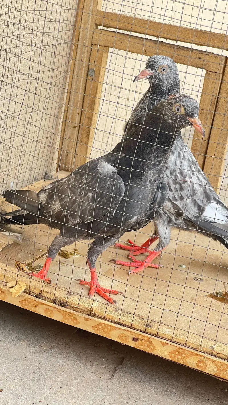 Royal tedy ka bacho ka pair ha or sakti paair hay 6500 ka dono — photo 9