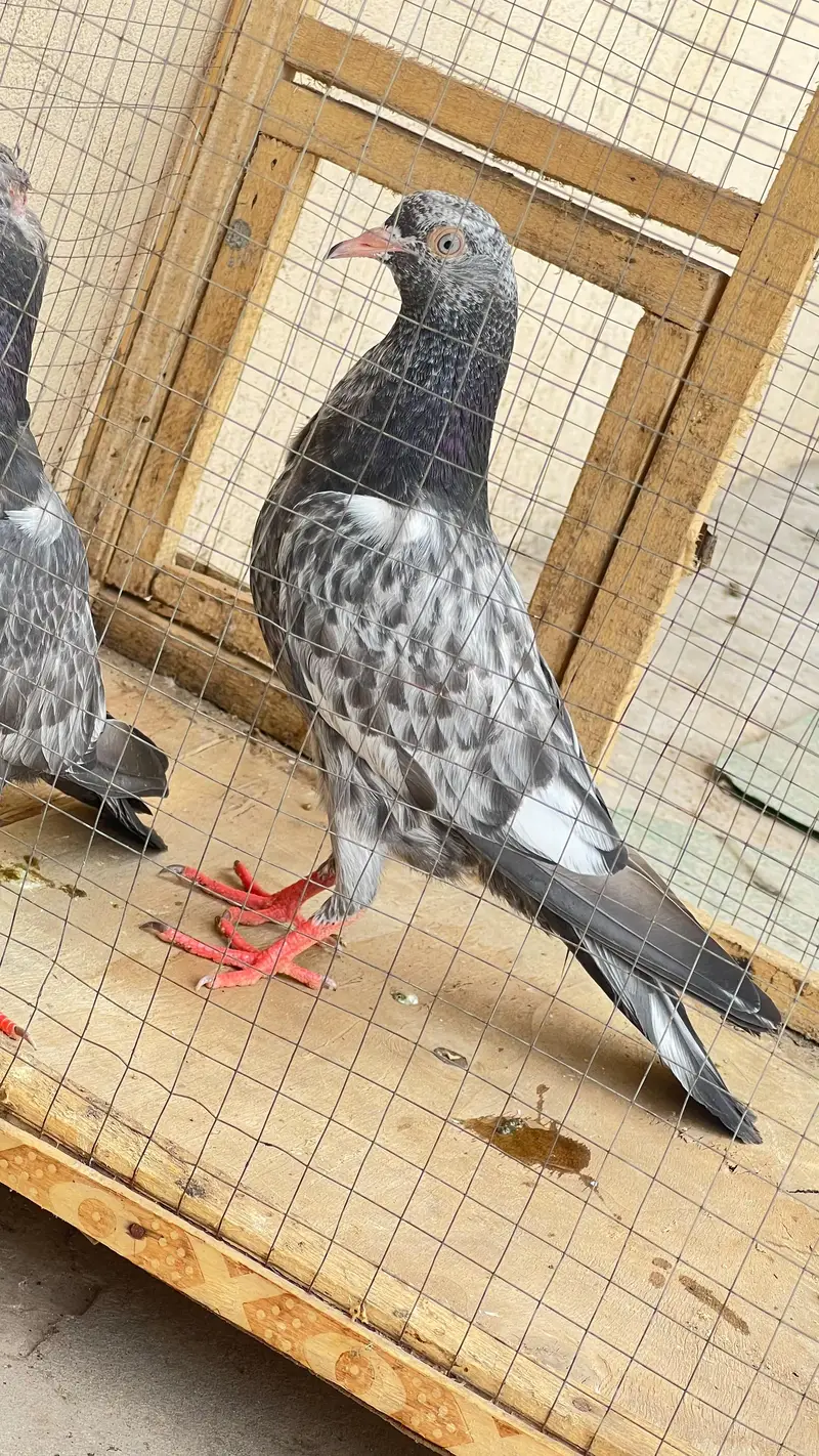 Royal tedy ka bacho ka pair ha or sakti paair hay 6500 ka dono — photo 10