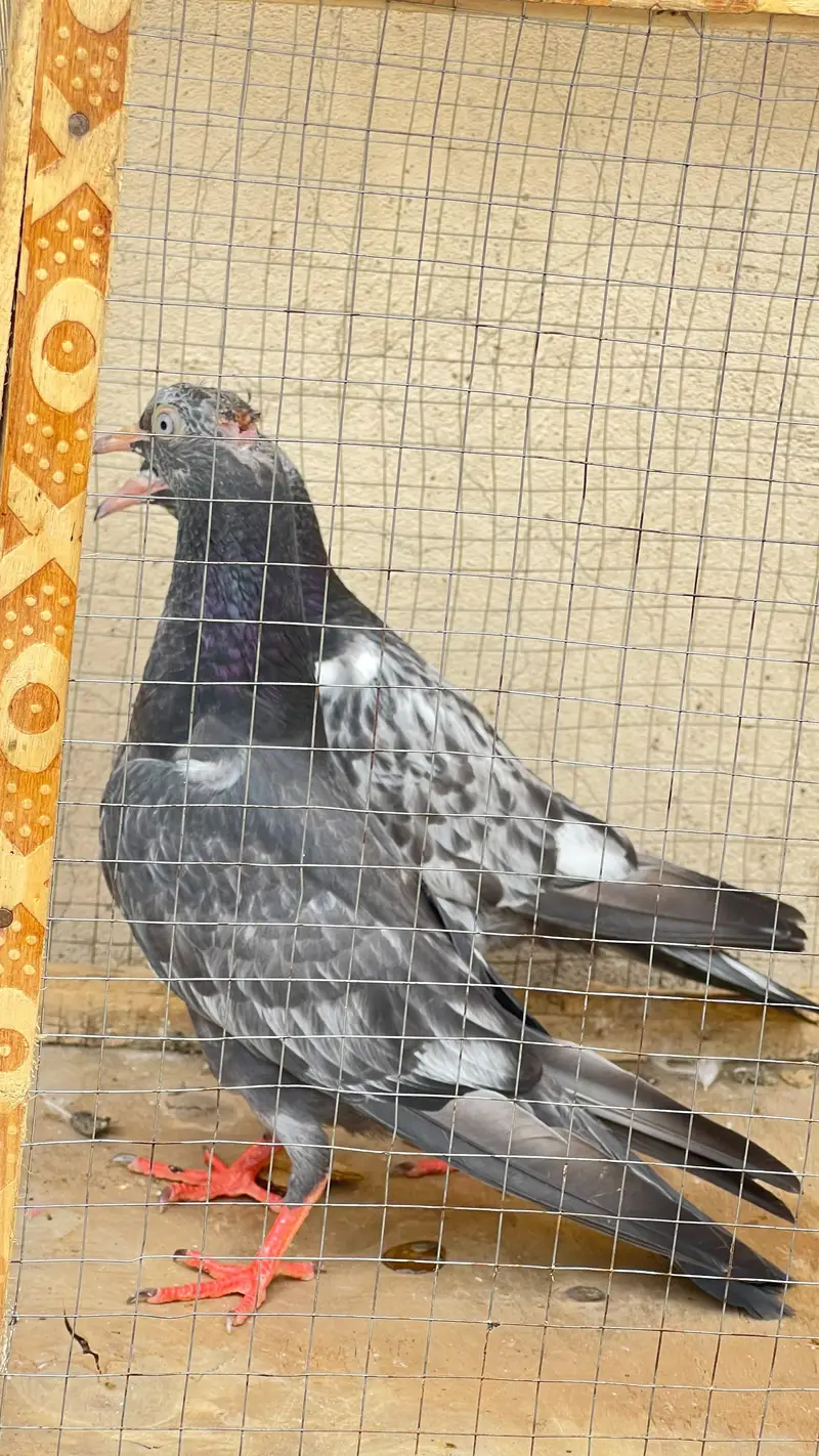 Royal tedy ka bacho ka pair ha or sakti paair hay 6500 ka dono — photo 11