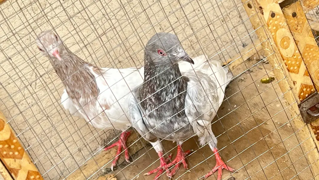 Royal tedy ka bacho ka pair ha or sakti paair hay 6500 ka dono — photo 12