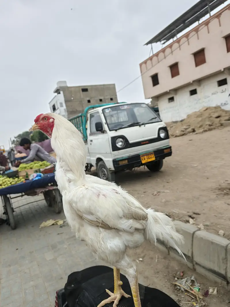 aseel Heera for sale — photo 2