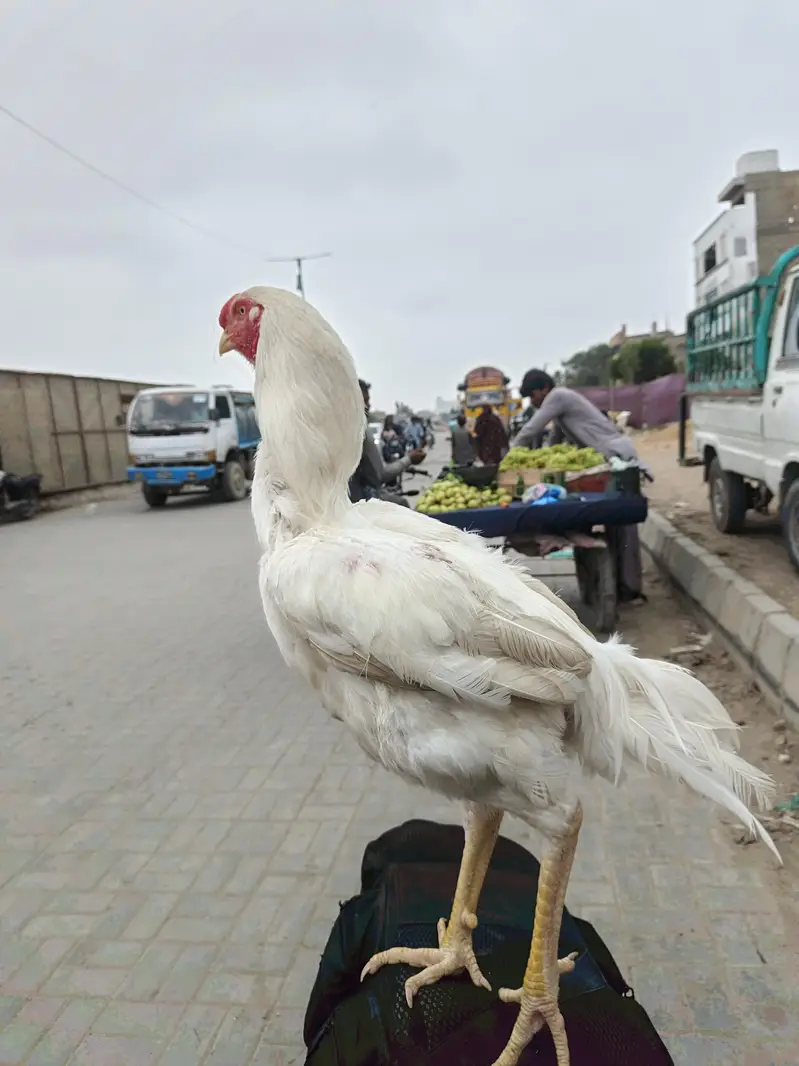 aseel Heera for sale — photo 4