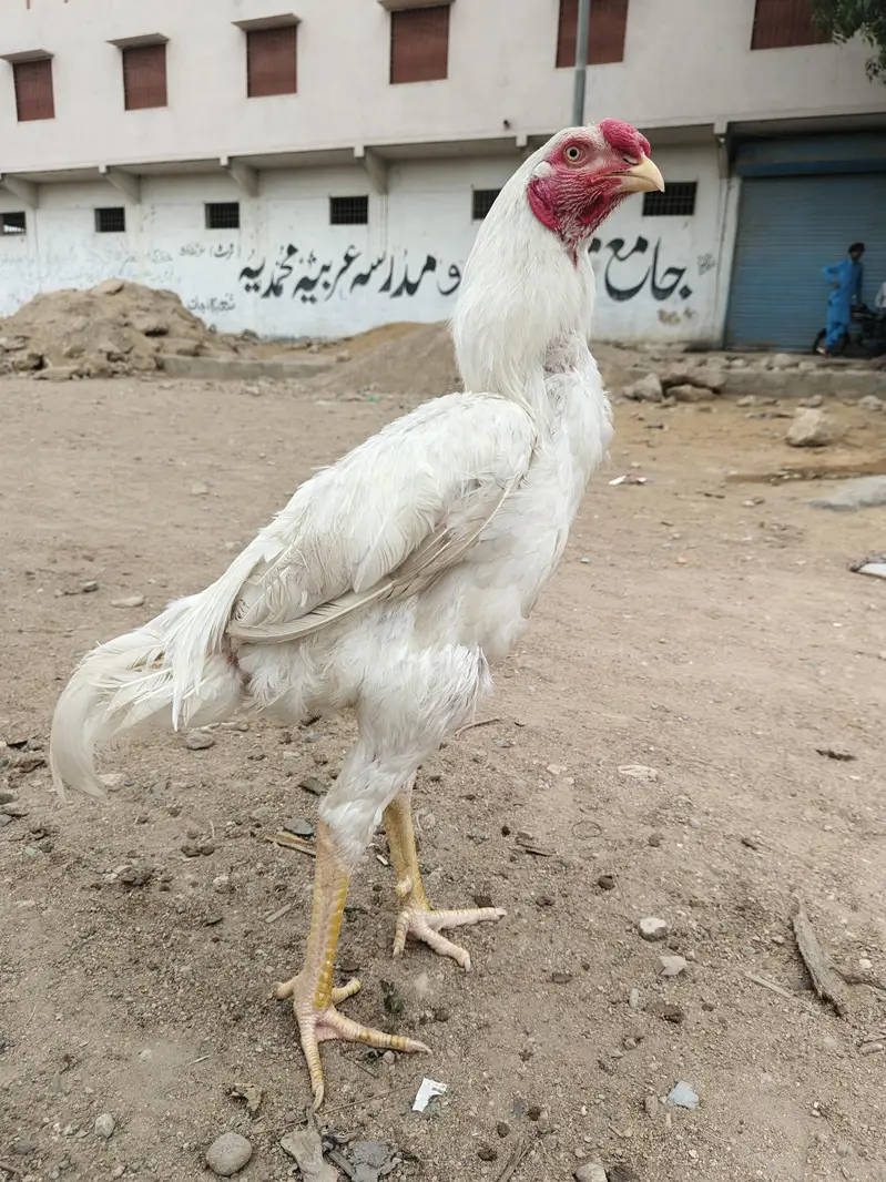 aseel Heera for sale — photo 5