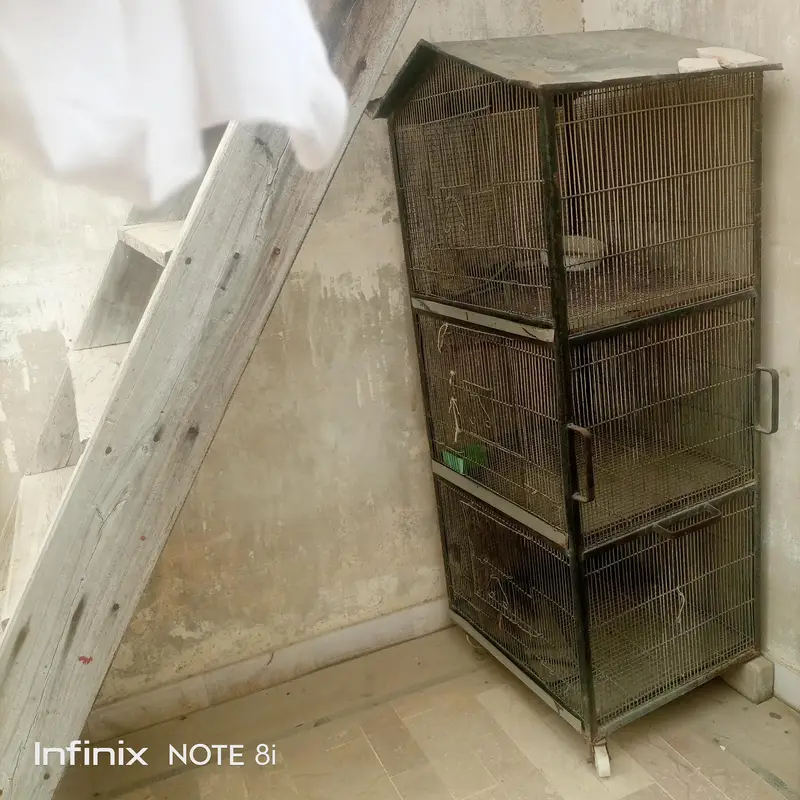 bird cage — photo 4